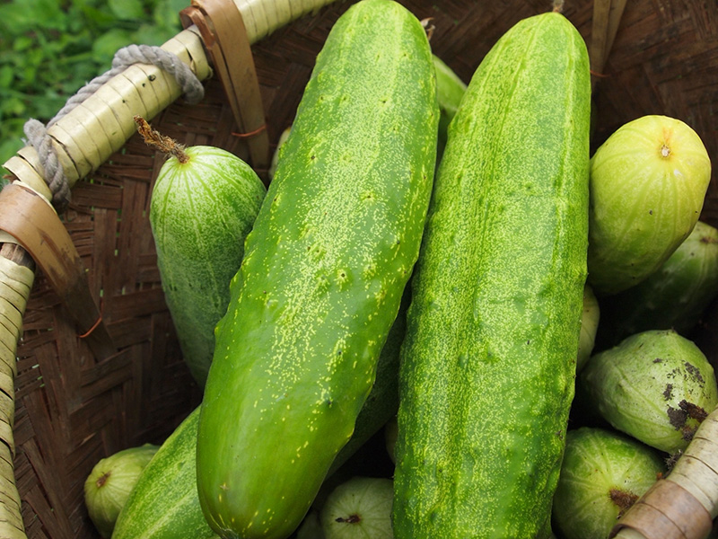 伝統野菜と郷土料理