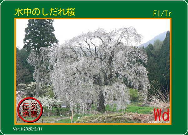 写真：災害伝承カード　水中のしだれ桜